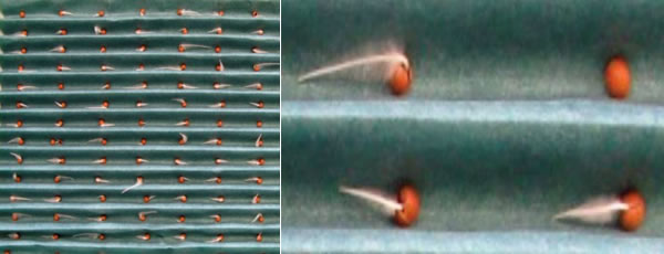 植物發(fā)芽檢測(cè)系統(tǒng)4600.jpg 植物發(fā)芽檢測(cè)系統(tǒng)4600.jpg